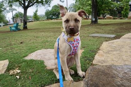 Rumble, Adoptable, Puppy Female Labrador Retriever & Siberian Husky.