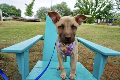 Enlarge Rumble, a Adoptable mixed breed in San Antonio, TX image 2/3