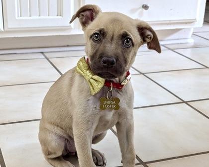 Enlarge Rumble, a Adoptable mixed breed in San Antonio, TX image 3/3