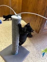 Enlarge Tamera, an adopted Domestic Medium Hair in Oklahoma City, OK image 2/3