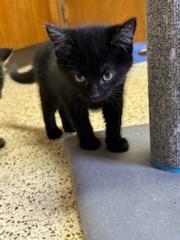 Enlarge Tamera, an adopted Domestic Medium Hair in Oklahoma City, OK image 1/3