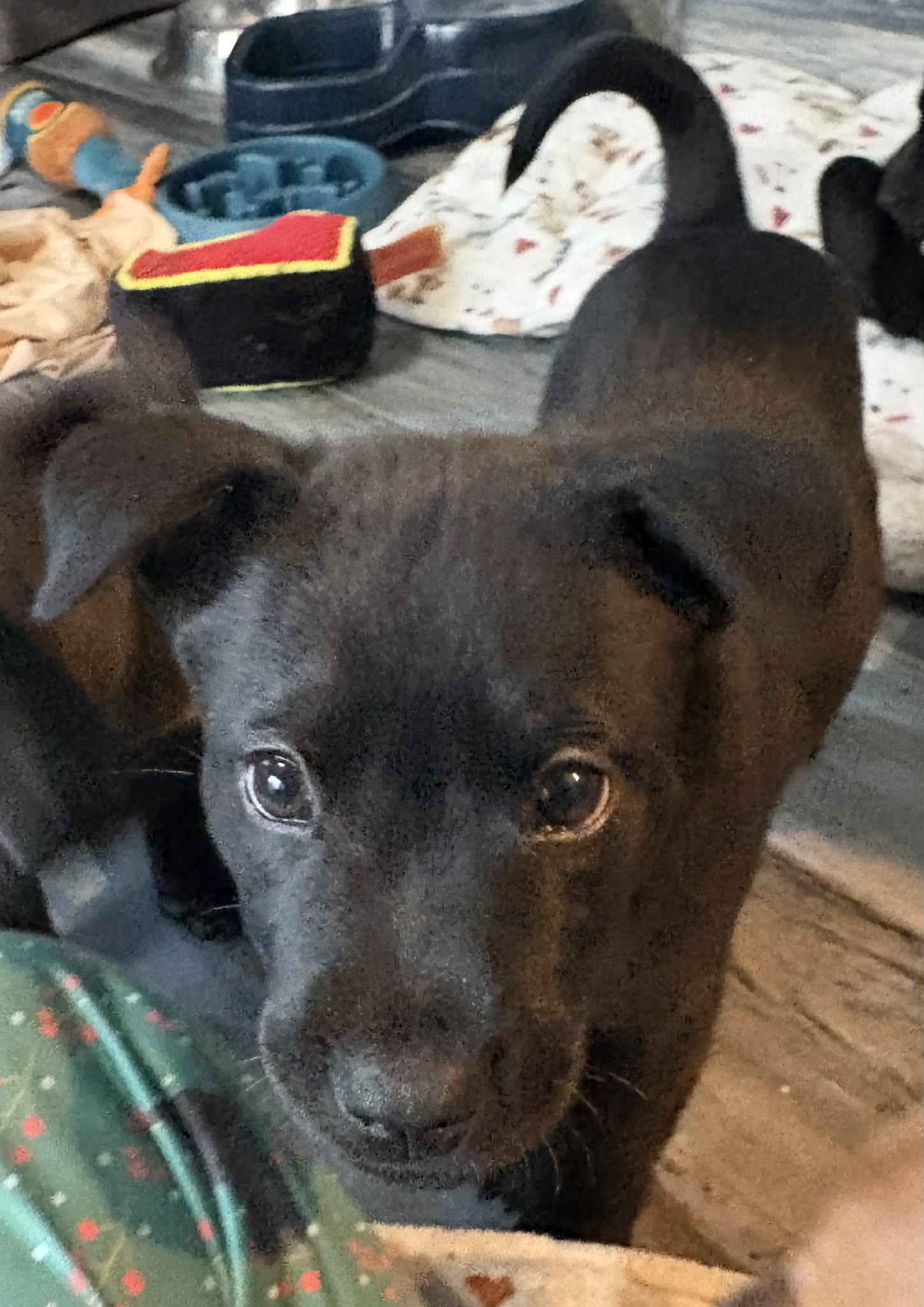 Huggie, Adoptable, Puppy Male Terrier.