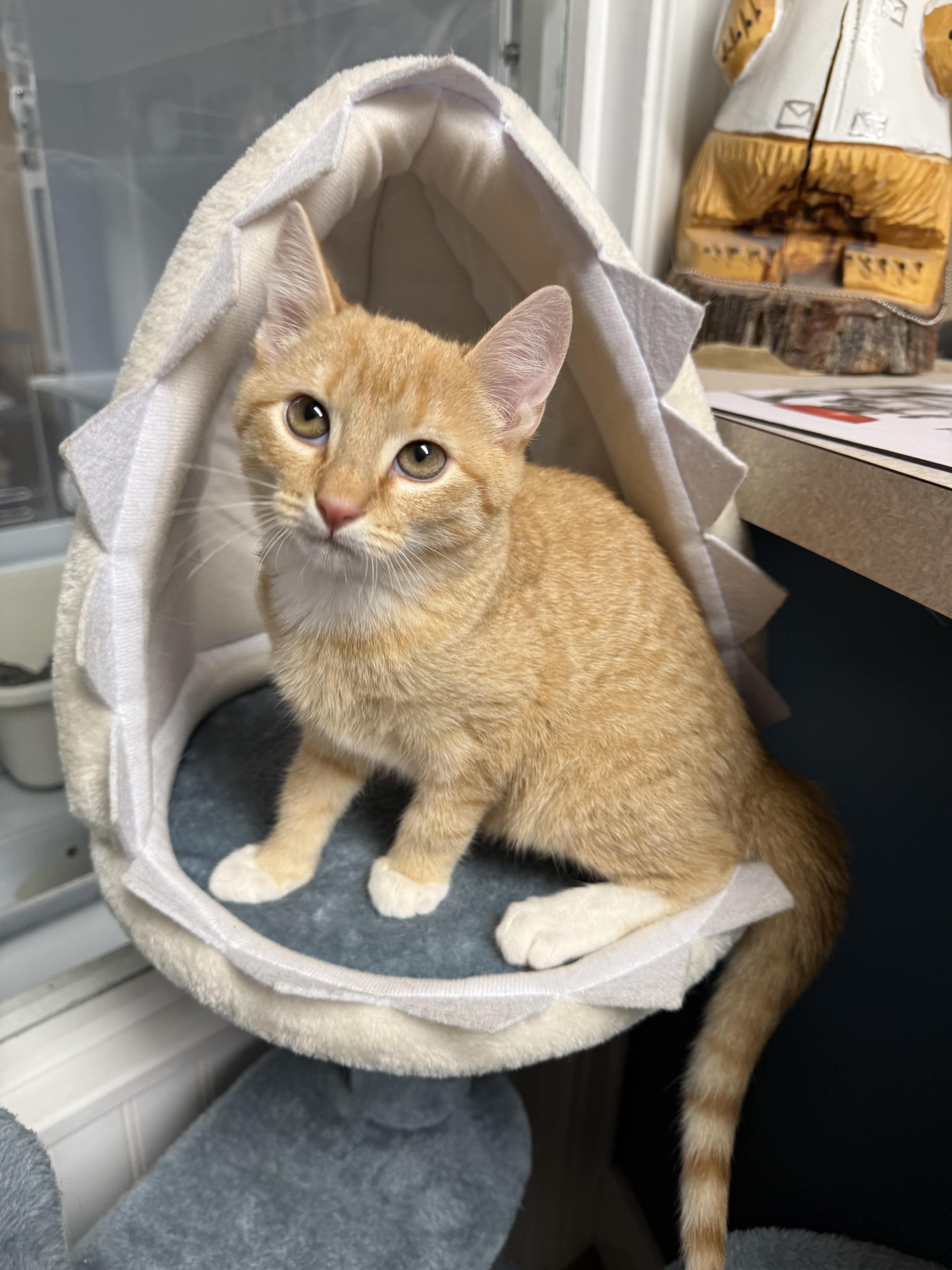 Mac n Cheese, Adoptable, Young Male Domestic Short Hair.