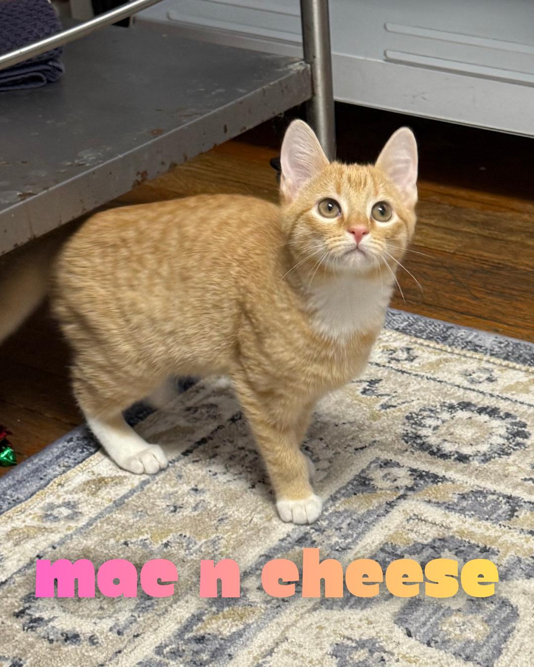 Enlarge Mac n Cheese, a Adoptable Domestic Short Hair in Austin, TX image 3/3