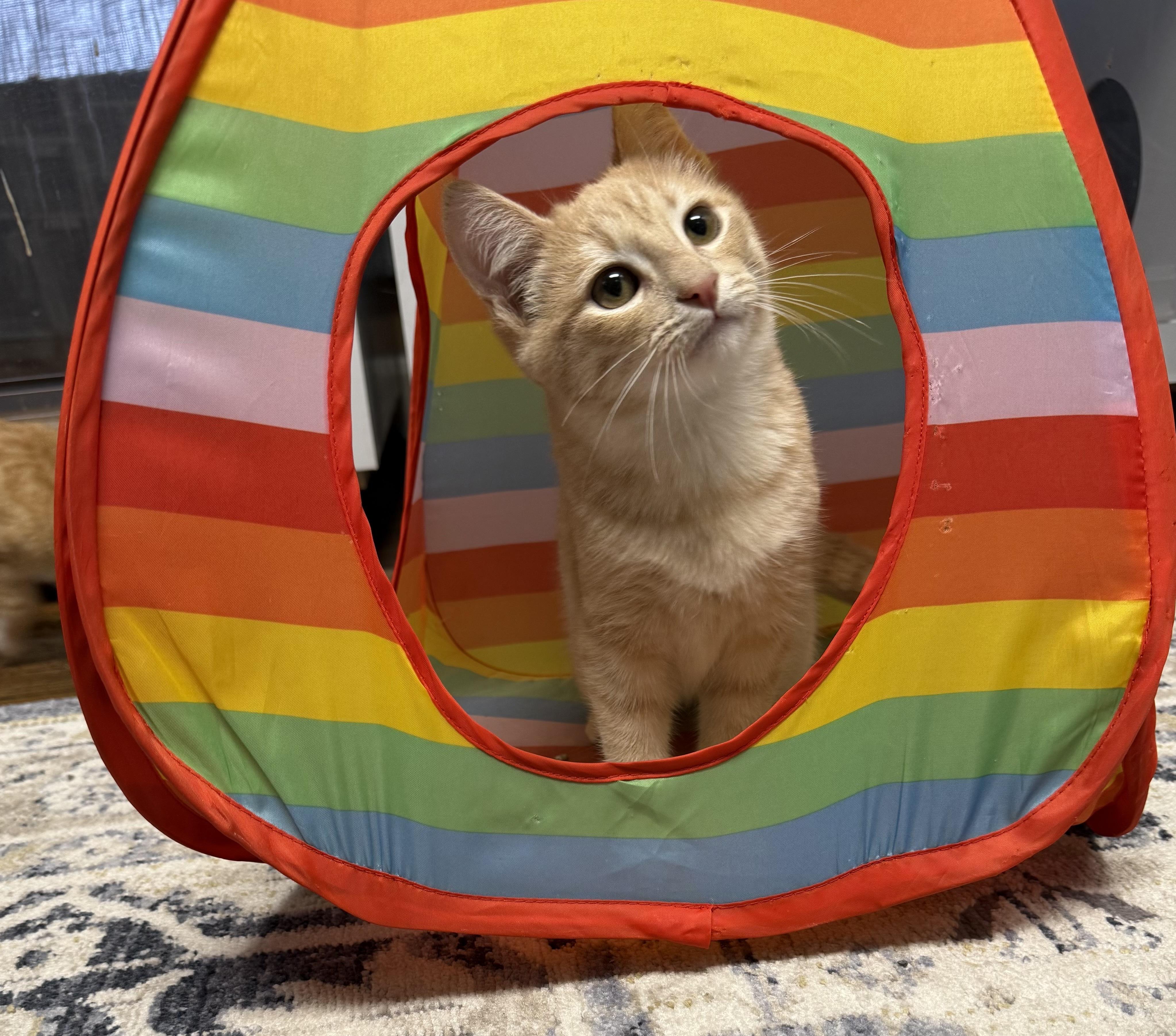 Mac n Cheese, Adoptable, Young Male Domestic Short Hair.