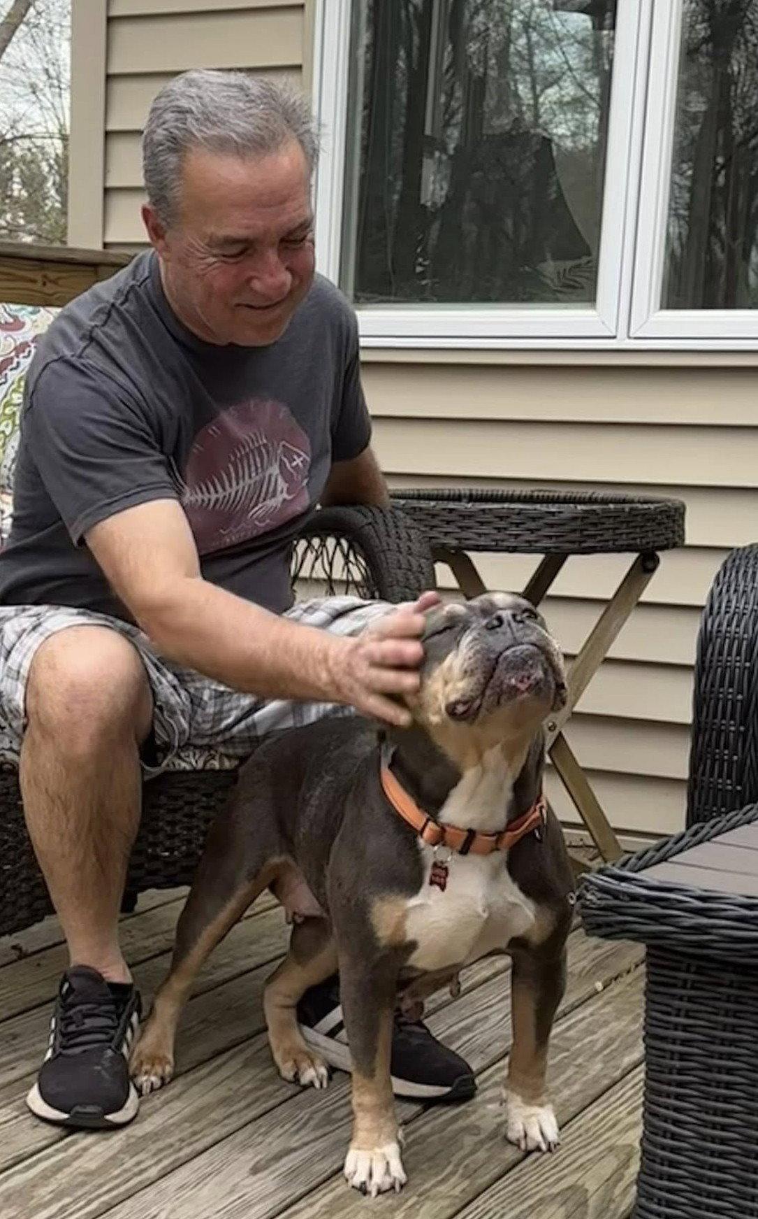 Enlarge Fiona, a Adopted American Bulldog in Chester, NJ image 1/3