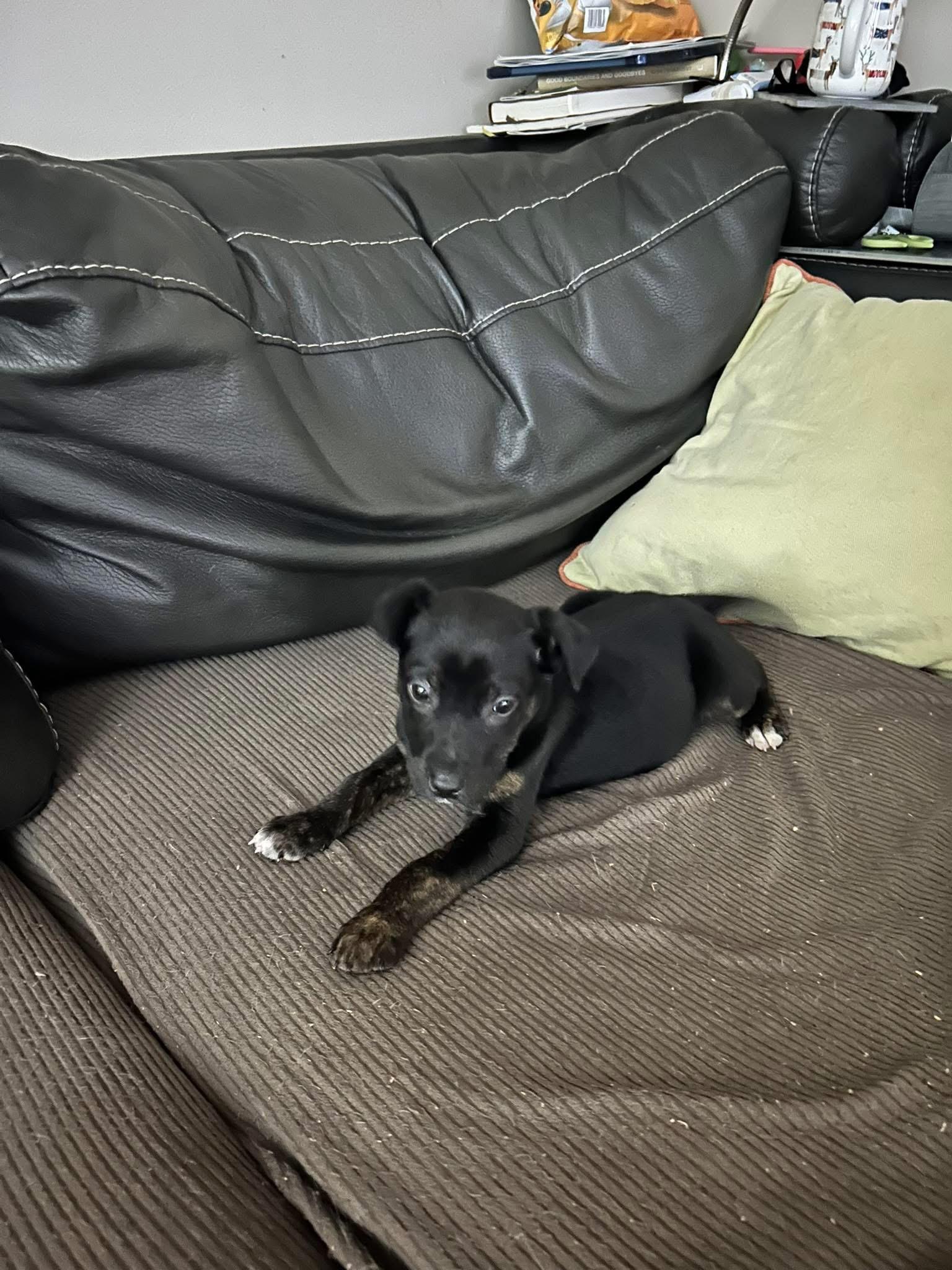 Enlarge Wisp, a ADOPTABLE mixed breed in Newfoundland, NJ image 4/4