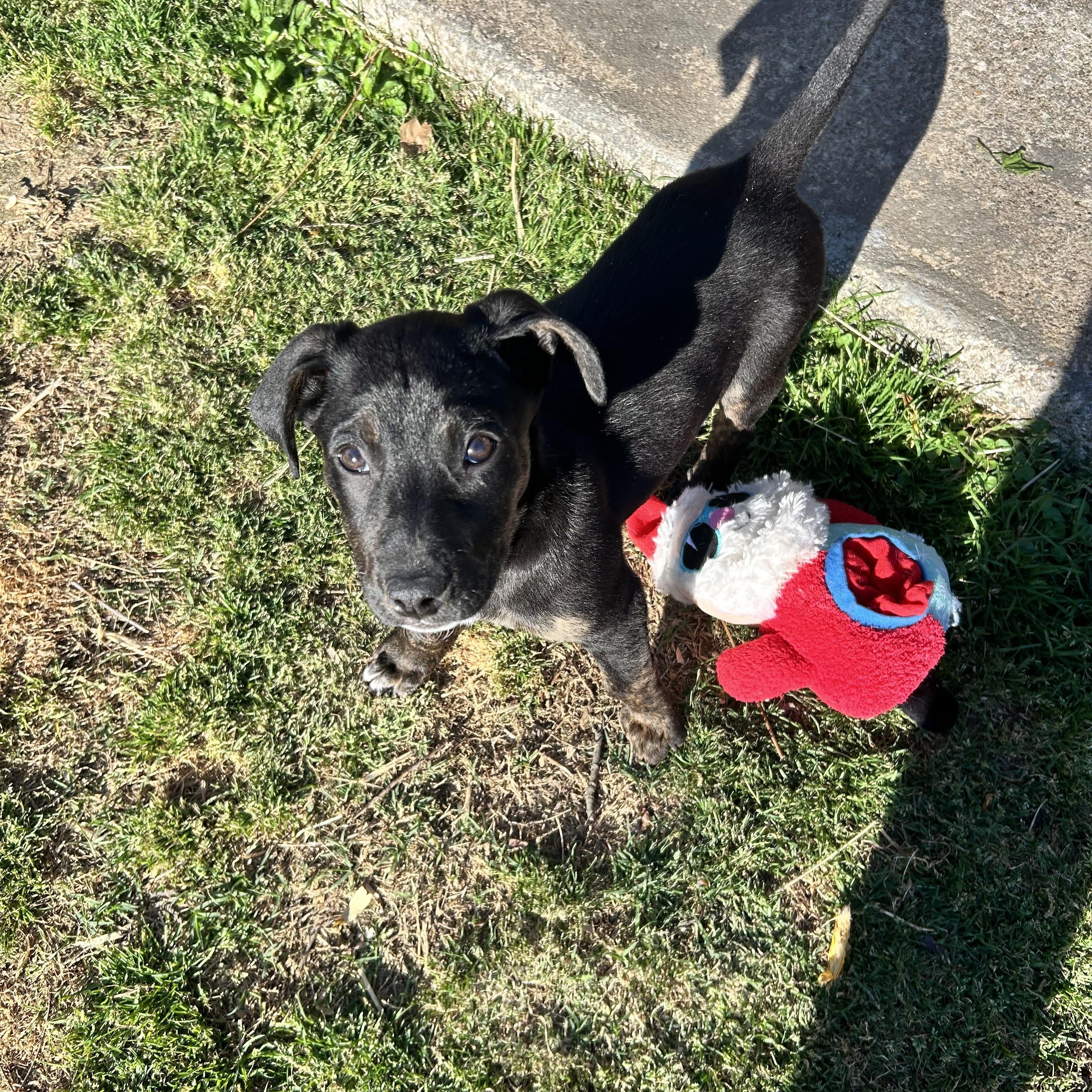 Enlarge Wisp, a ADOPTABLE mixed breed in Newfoundland, NJ image 2/4