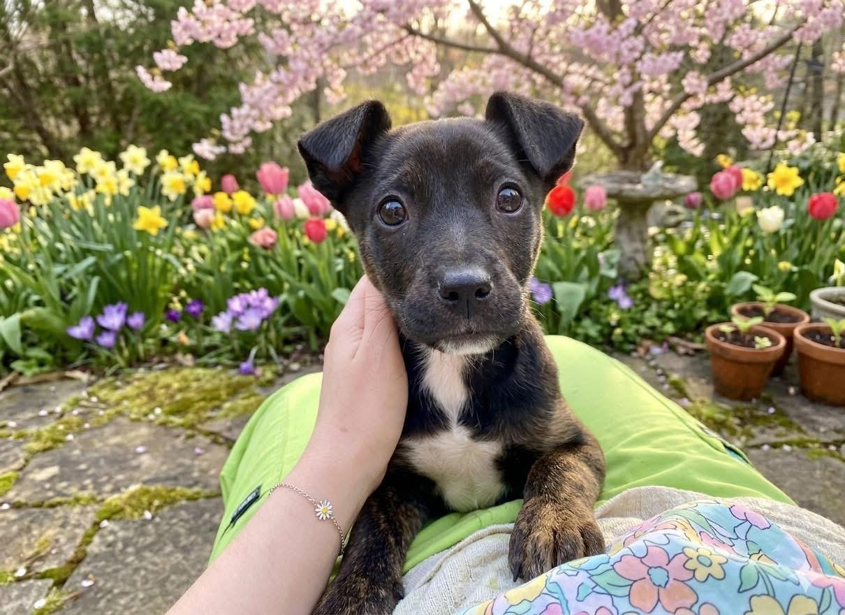 Wisp, ADOPTABLE, Puppy Female Mountain Cur & Hound.