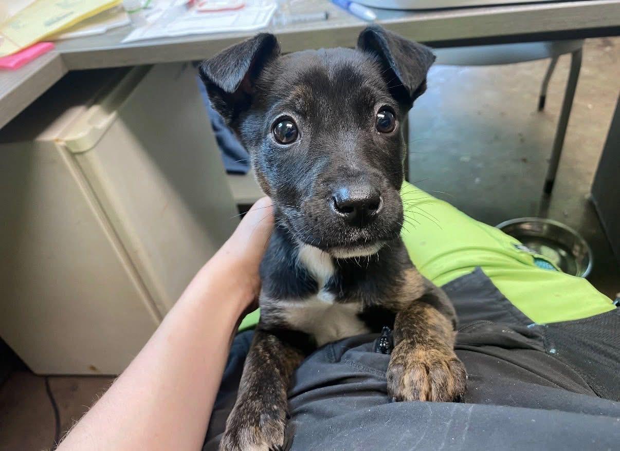 Enlarge Wisp, a ADOPTABLE mixed breed in Newfoundland, NJ image 3/4