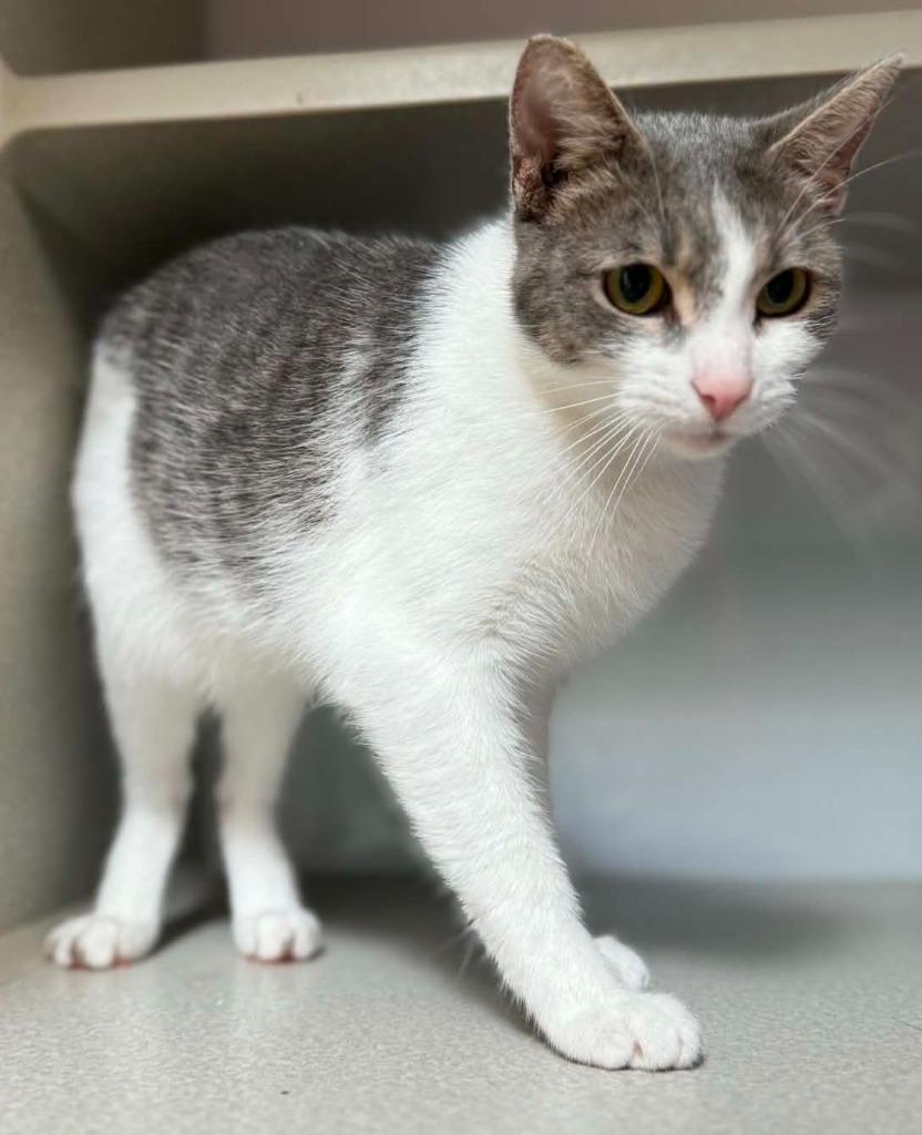 Tiny, Adoptable, Young Female Domestic Short Hair.