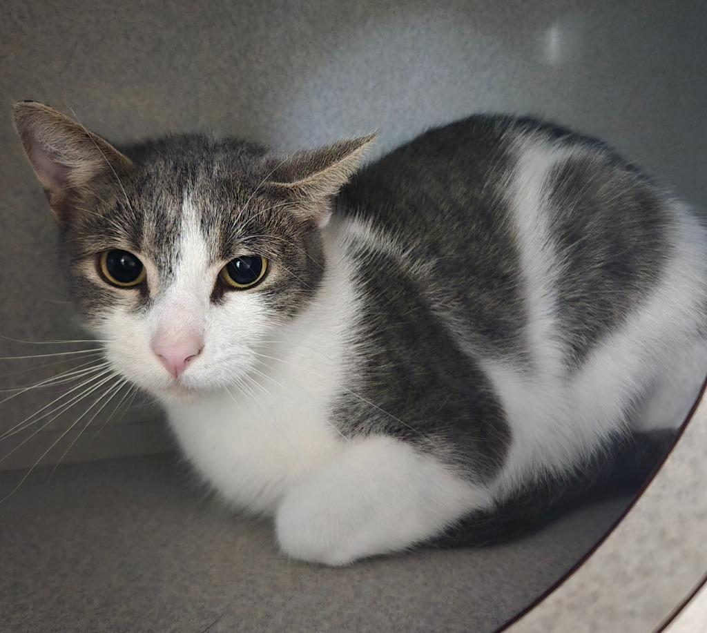Tiny, a Adoptable mixed breed in Viroqua, WI image 2/2