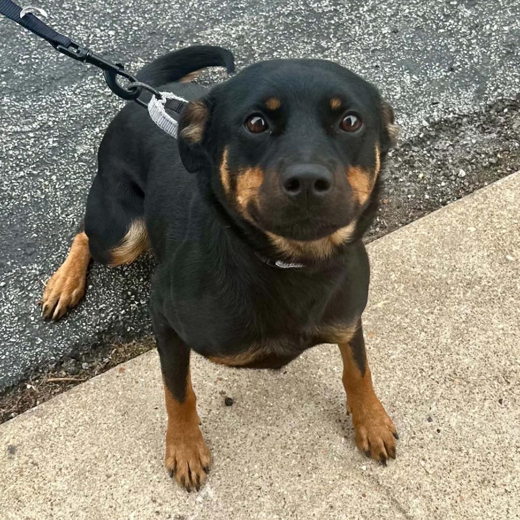 Enlarge Emoticon K13, a Adoptable Mixed Breed in Union, MO image 1/2