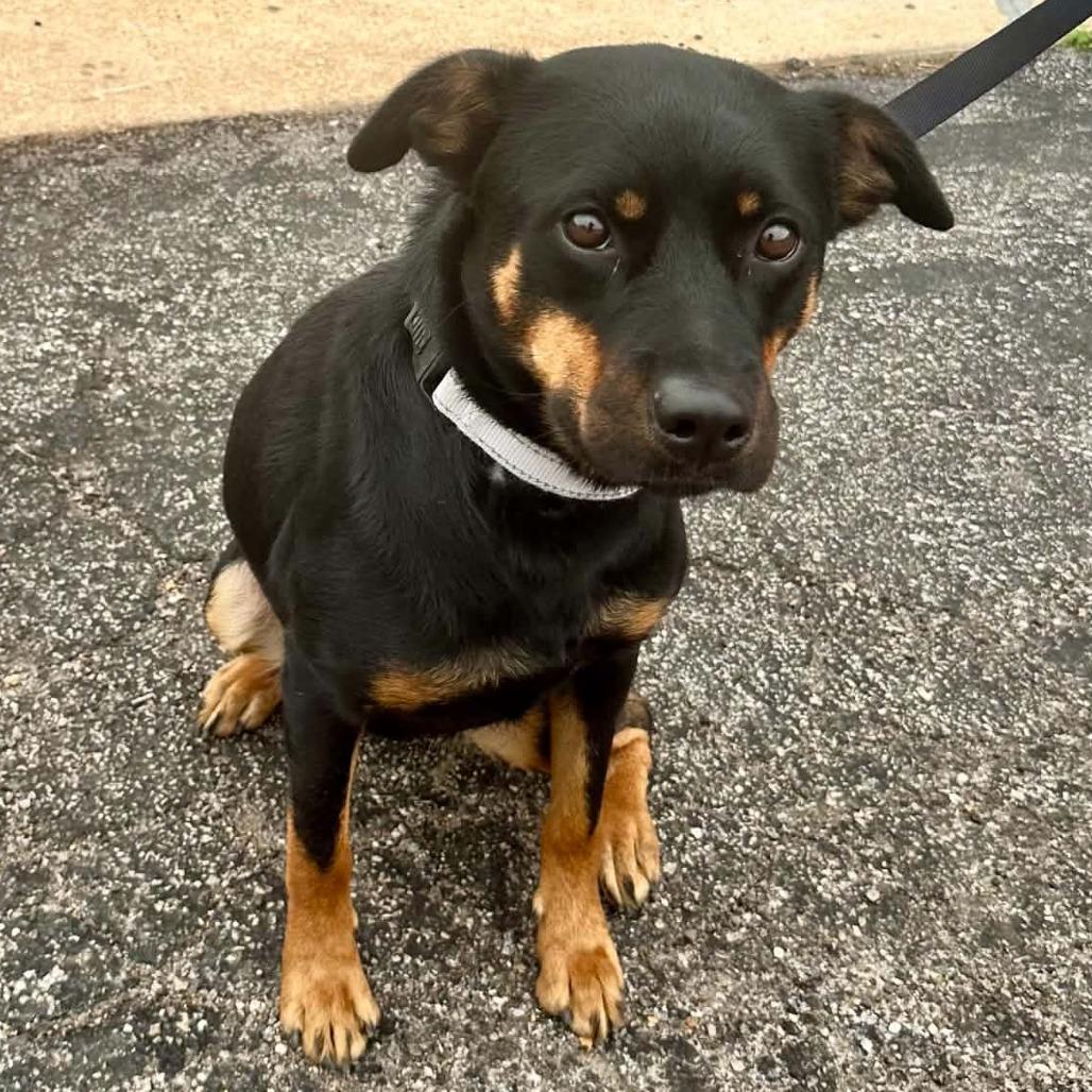 Enlarge Emoticon K13, a Adoptable Mixed Breed in Union, MO image 2/2