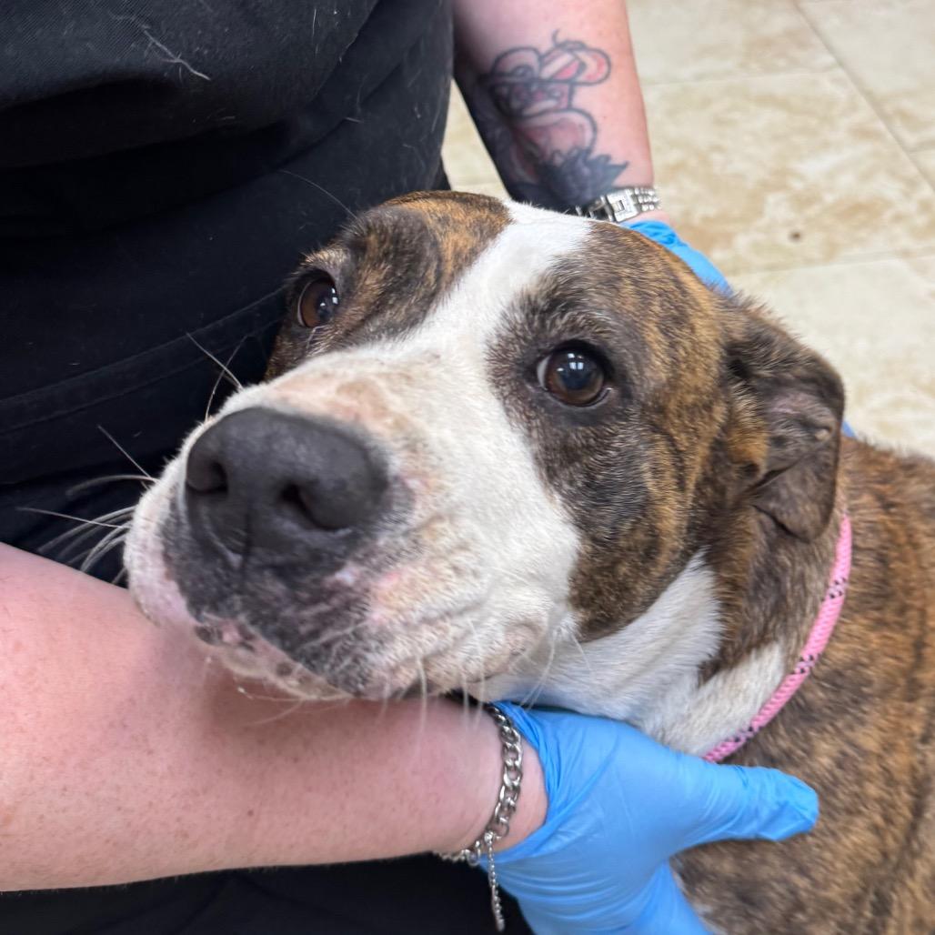 Enlarge Rosa, a Adoptable Pit Bull Terrier in Galveston, TX image 1/1