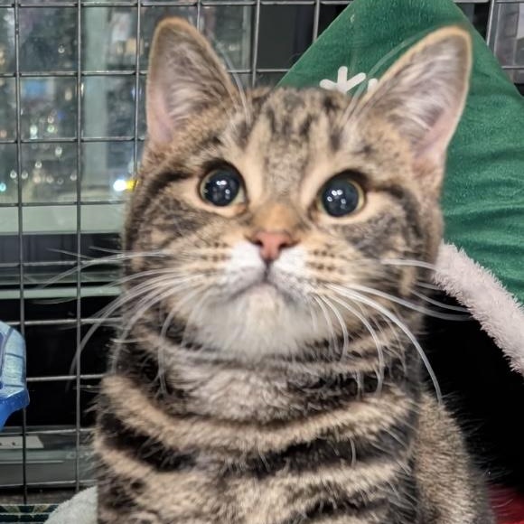 Murray - Pet Valu MCity - Adoptable Pet | Petfinder | Petfinder