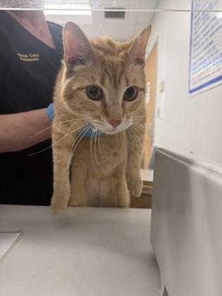 Enlarge Theo, a Adoptable mixed breed in Shreveport, LA image 1/2