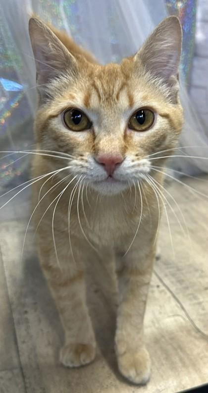 Enlarge Theo, a Adoptable mixed breed in Shreveport, LA image 2/2