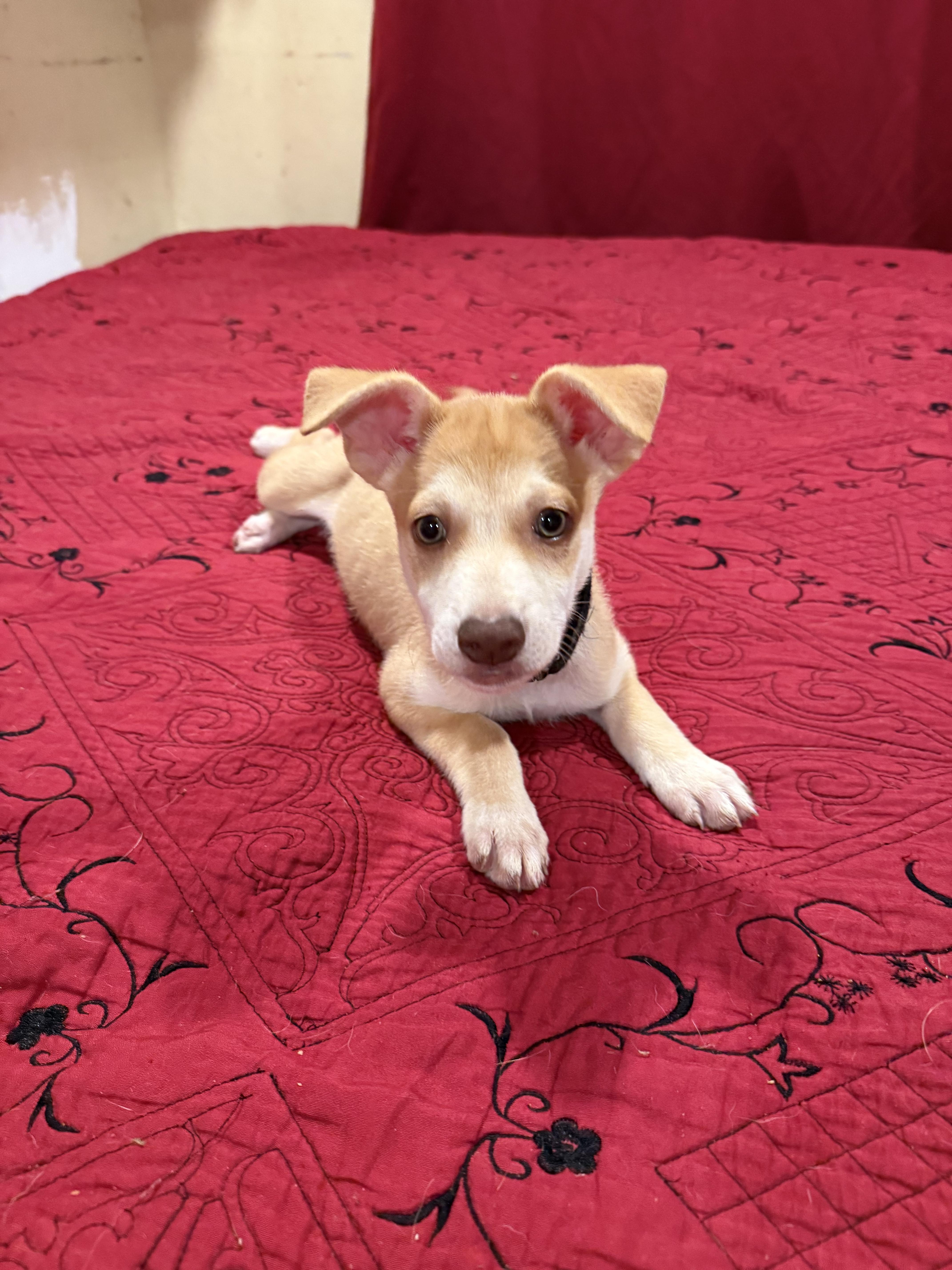 Enlarge Miel, an adopted mixed breed in Chula Vista, CA image 1/6