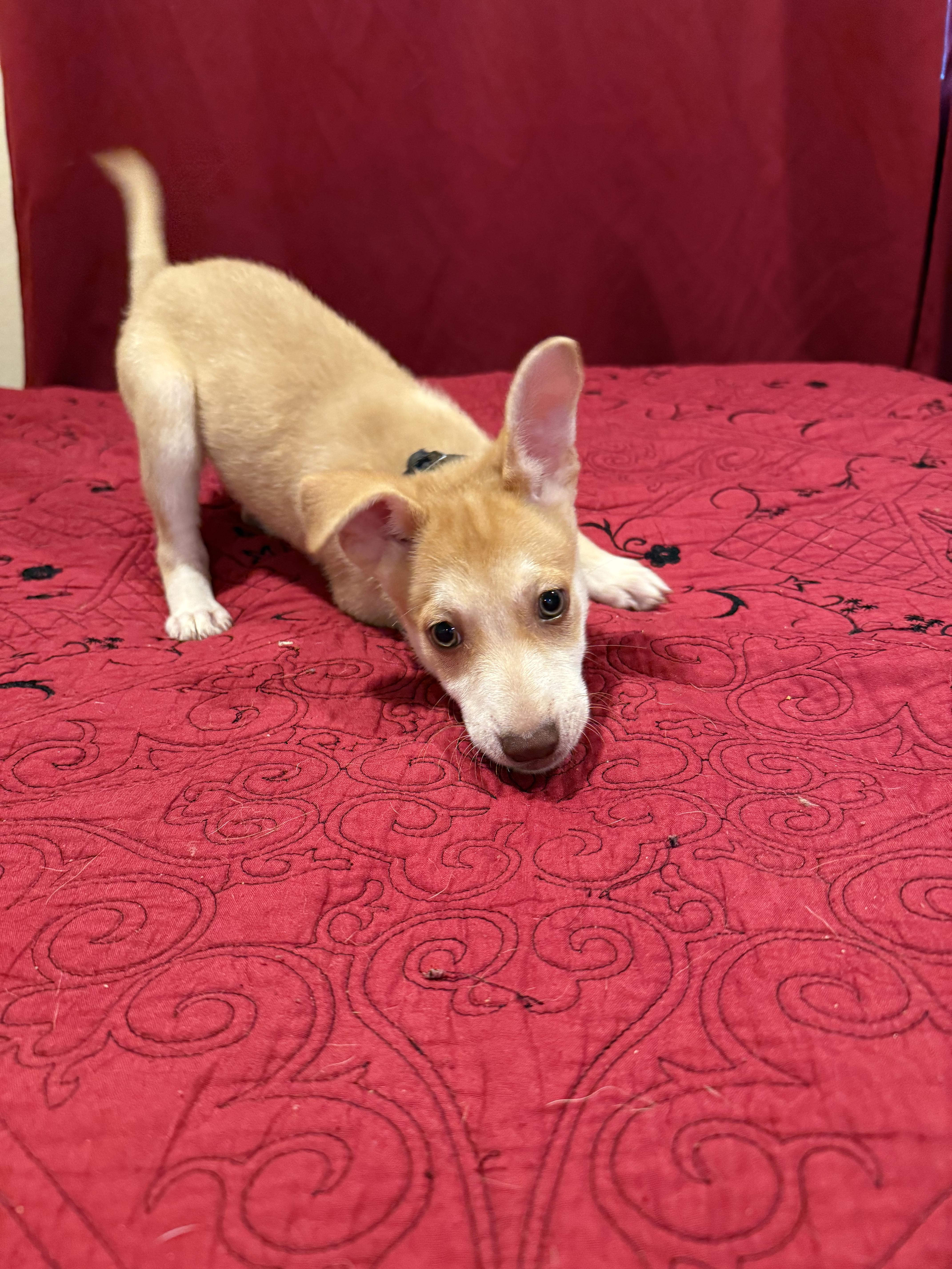 Enlarge Miel, an adopted mixed breed in Chula Vista, CA image 2/6