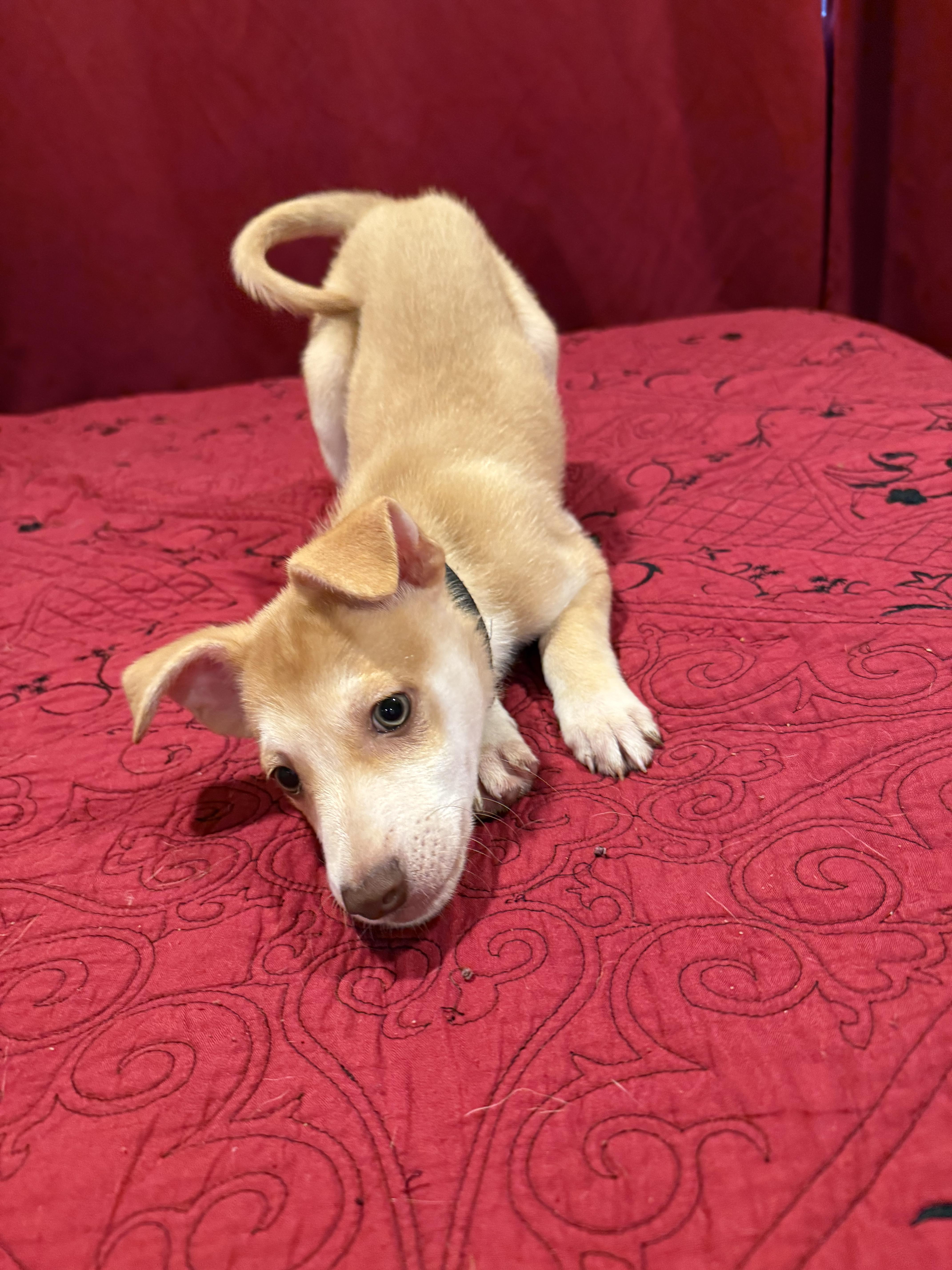 Enlarge Miel, an adopted mixed breed in Chula Vista, CA image 3/6