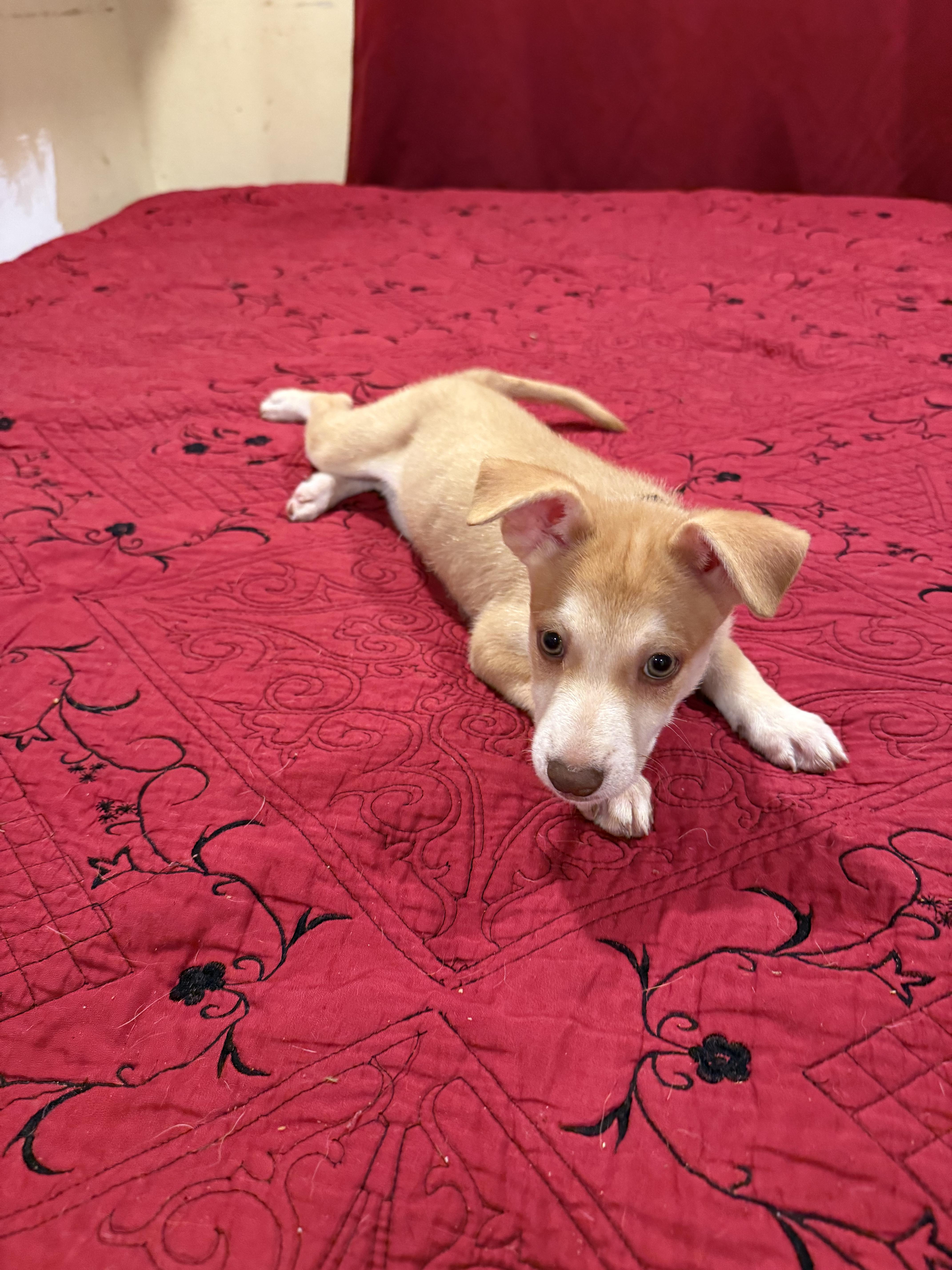 Enlarge Miel, an adopted mixed breed in Chula Vista, CA image 5/6