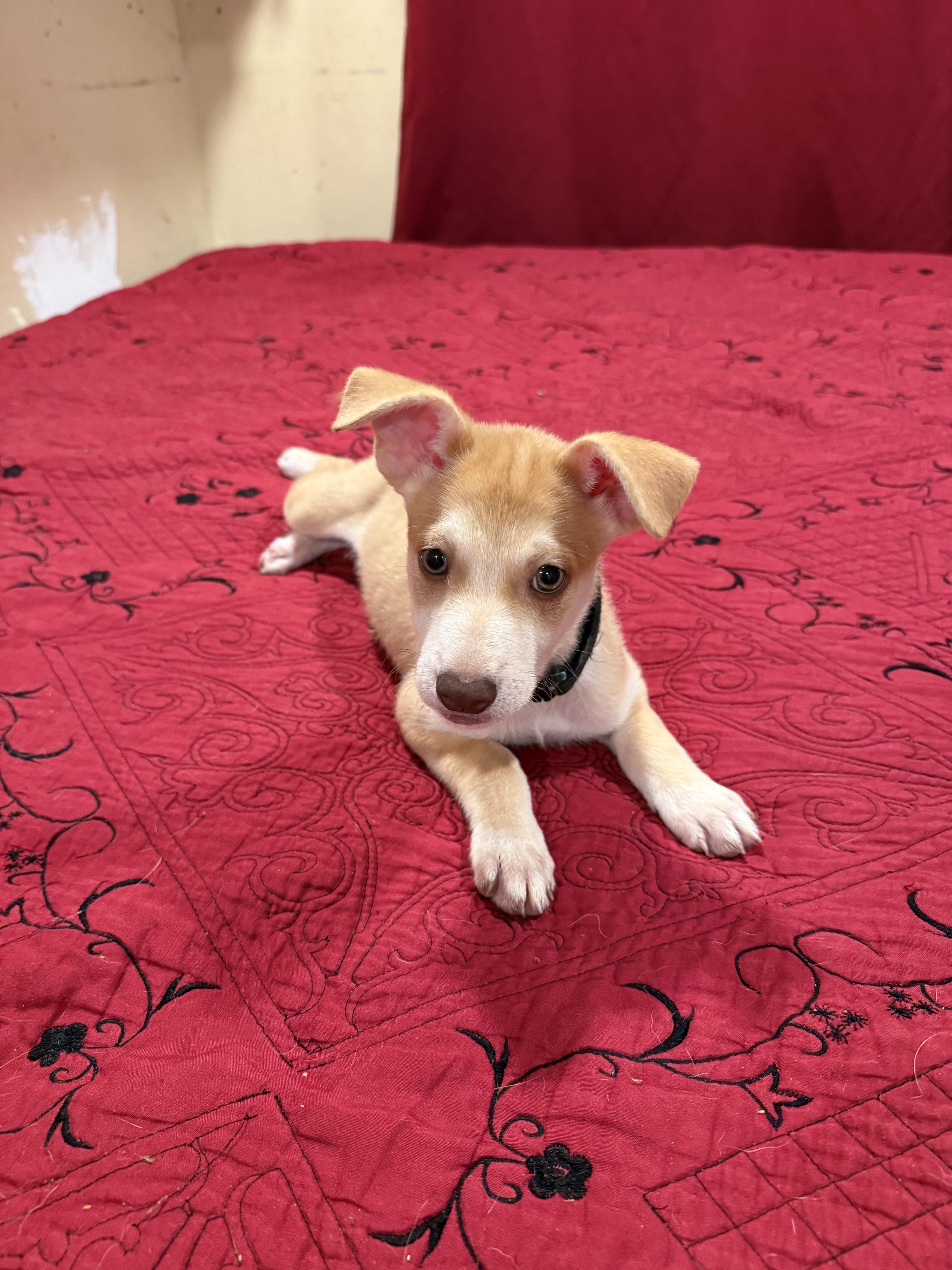 Enlarge Miel, an adopted mixed breed in Chula Vista, CA image 6/6