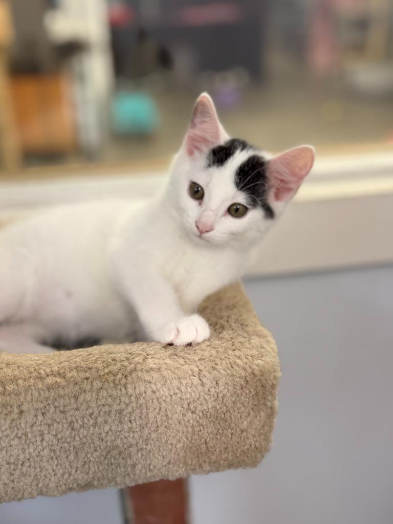 KOALA, Adoptable, Kitten Male Domestic Short Hair.