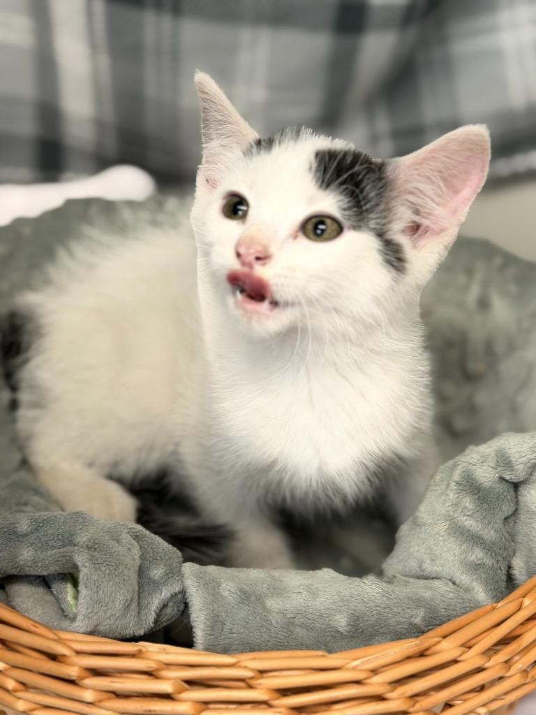 Enlarge KOALA, a Adoptable mixed breed in Algona, IA image 5/5