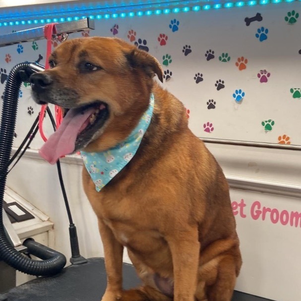 Lyla, a Adoptable mixed breed in Miami, FL image 2/3