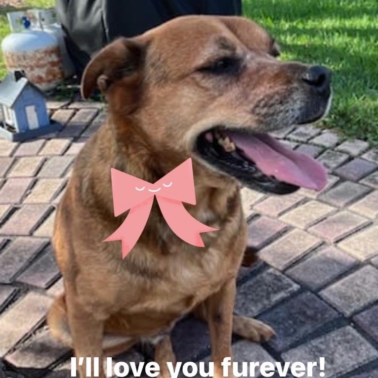 Lyla, Adoptable, Senior Female Labrador Retriever.