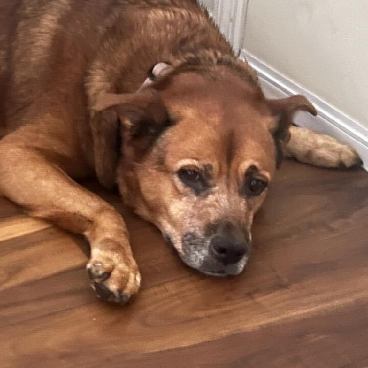 Lyla, a Adoptable mixed breed in Miami, FL image 3/3