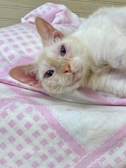 Maui, a Adoptable mixed breed in River Ridge, LA image 1/3