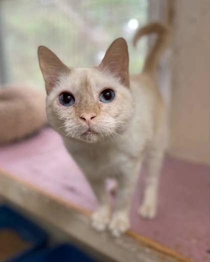 Maui, a Adoptable mixed breed in River Ridge, LA image 2/3