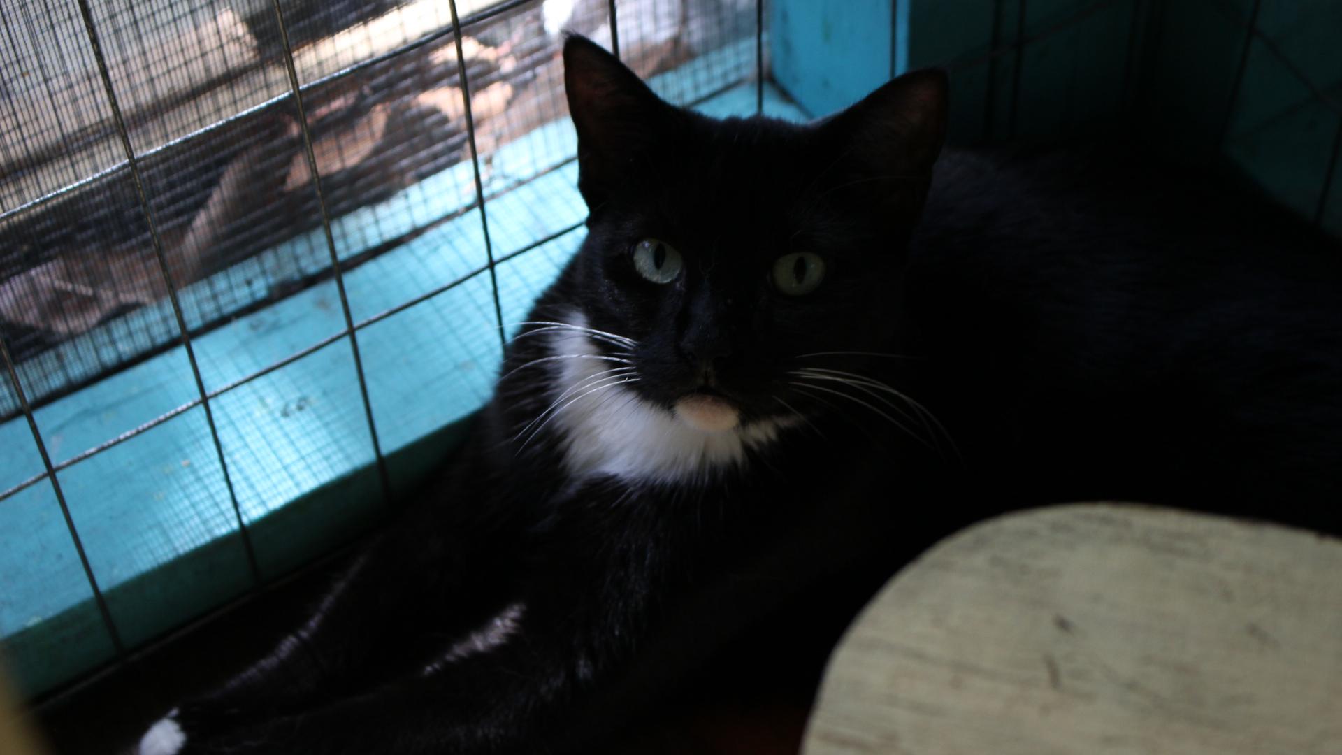 Baby2, FL Tuxedo Cat