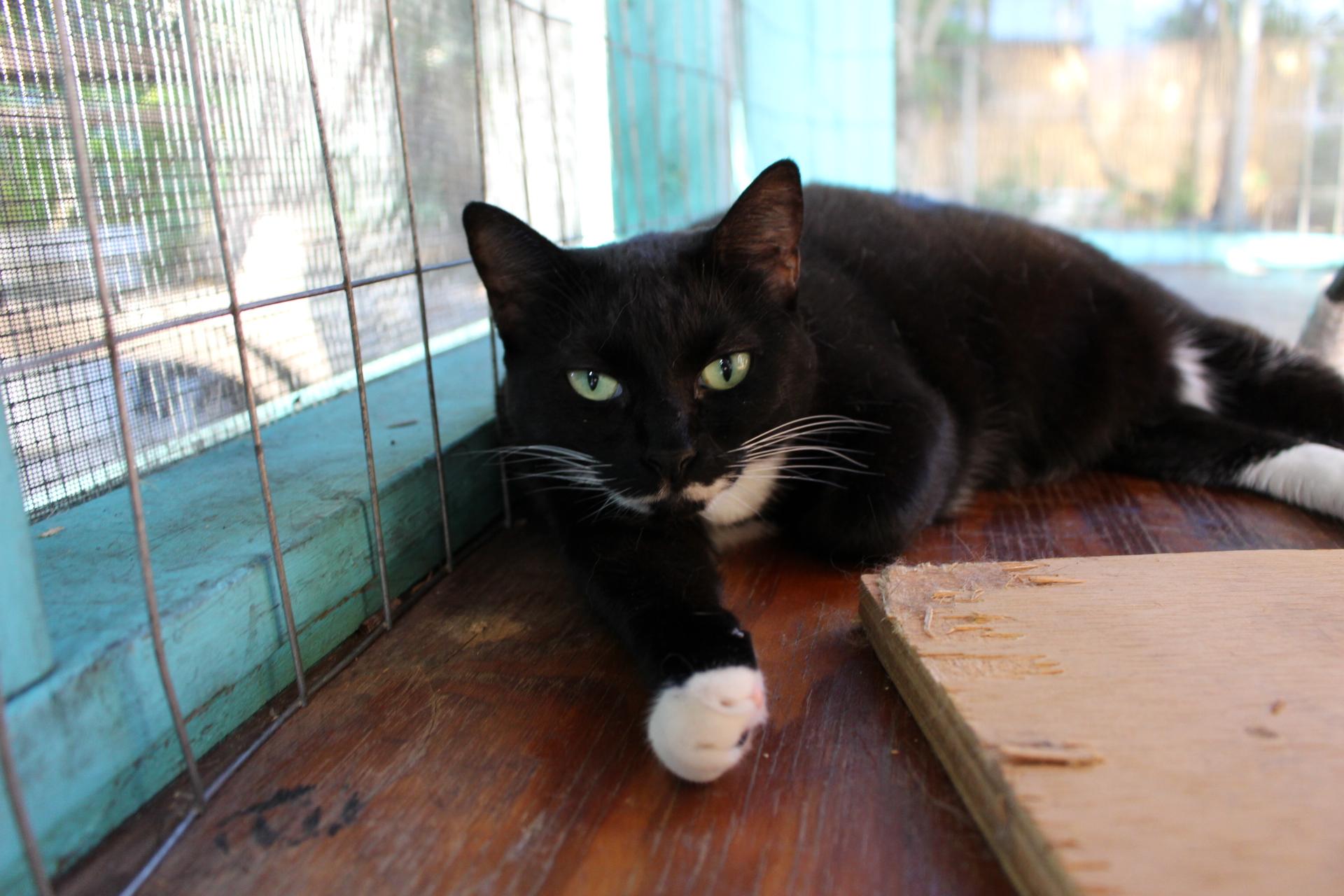 Enlarge Baby2, FL, a Adoptable mixed breed in Miami Beach, FL image 2/6
