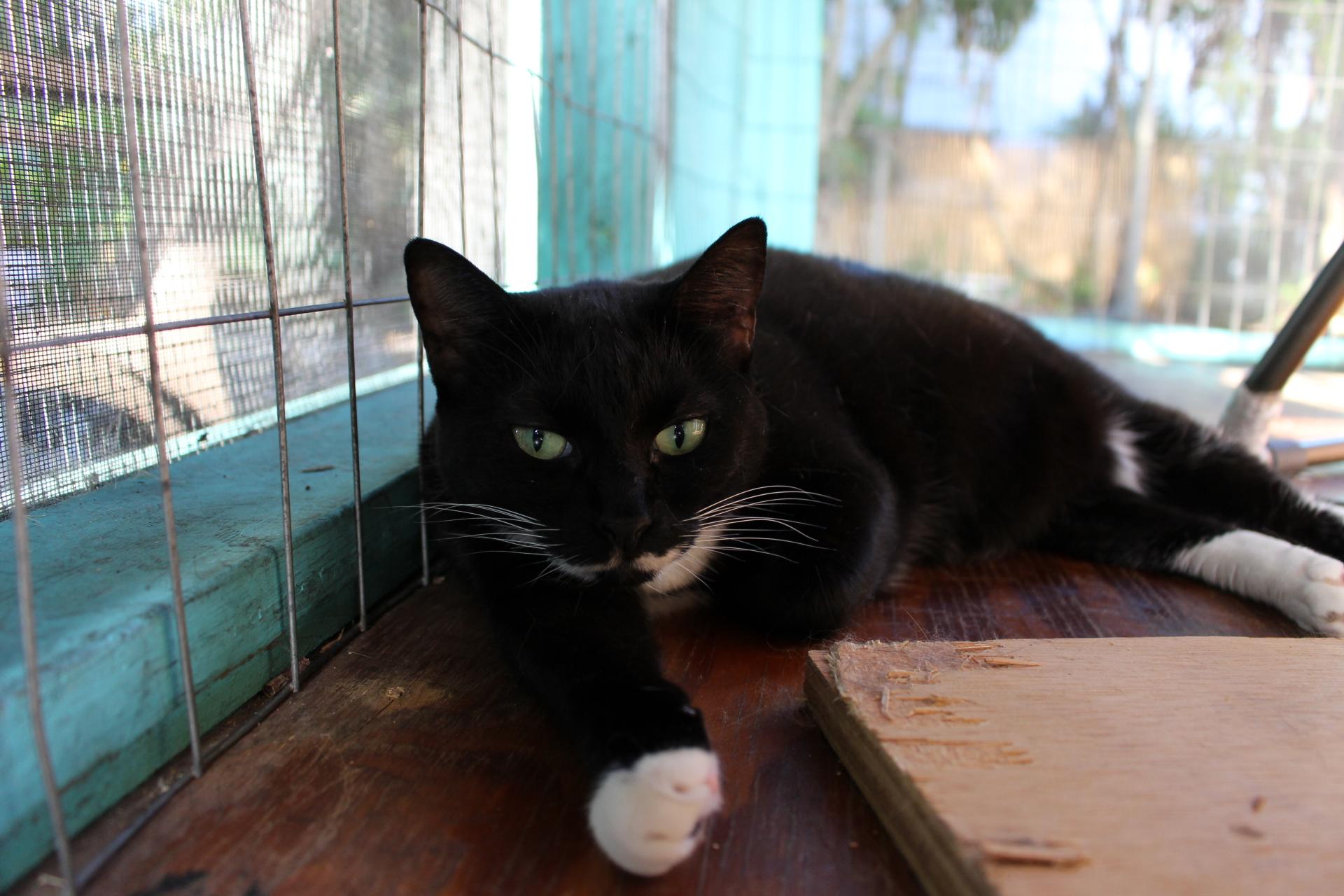 Enlarge Baby2, FL, a Adoptable mixed breed in Miami Beach, FL image 3/6