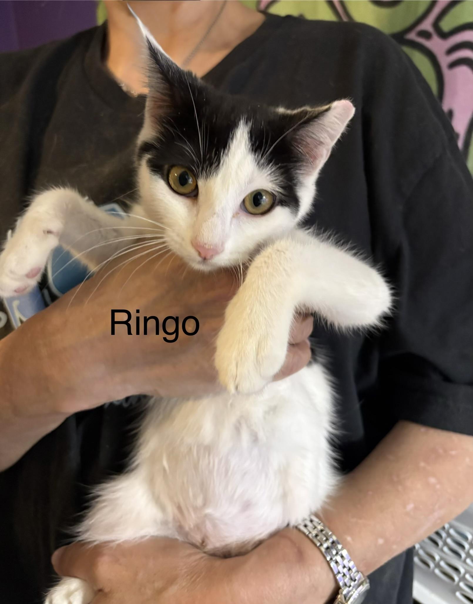 Ringo, Adoptable, Kitten Female Domestic Short Hair.