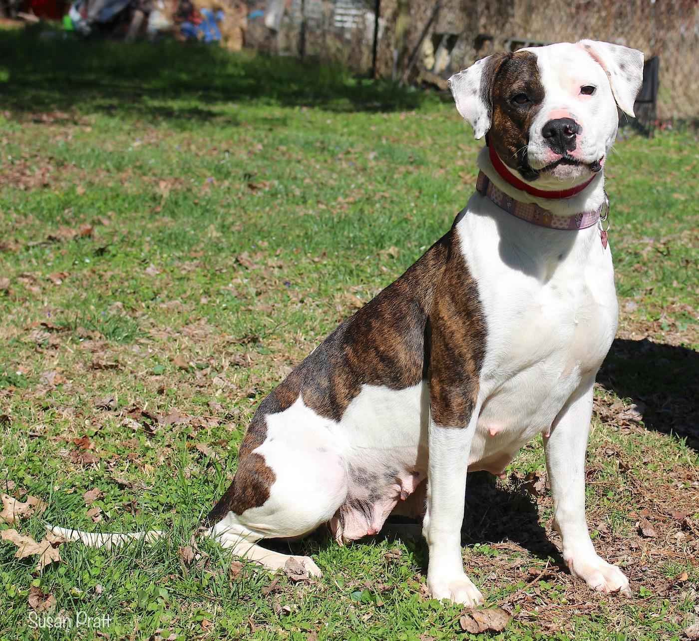Enlarge Angel, a ADOPTABLE mixed breed in Bedford, VA image 2/5