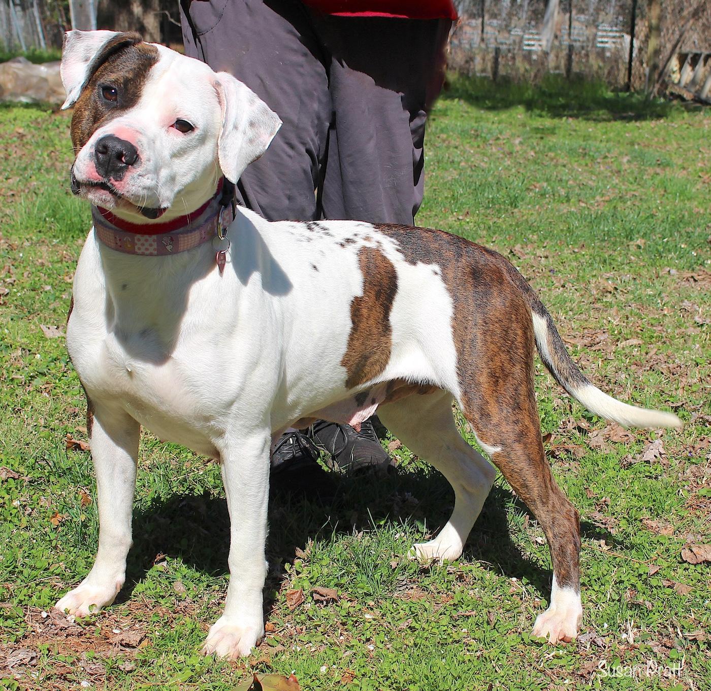 Enlarge Angel, a ADOPTABLE mixed breed in Bedford, VA image 3/5