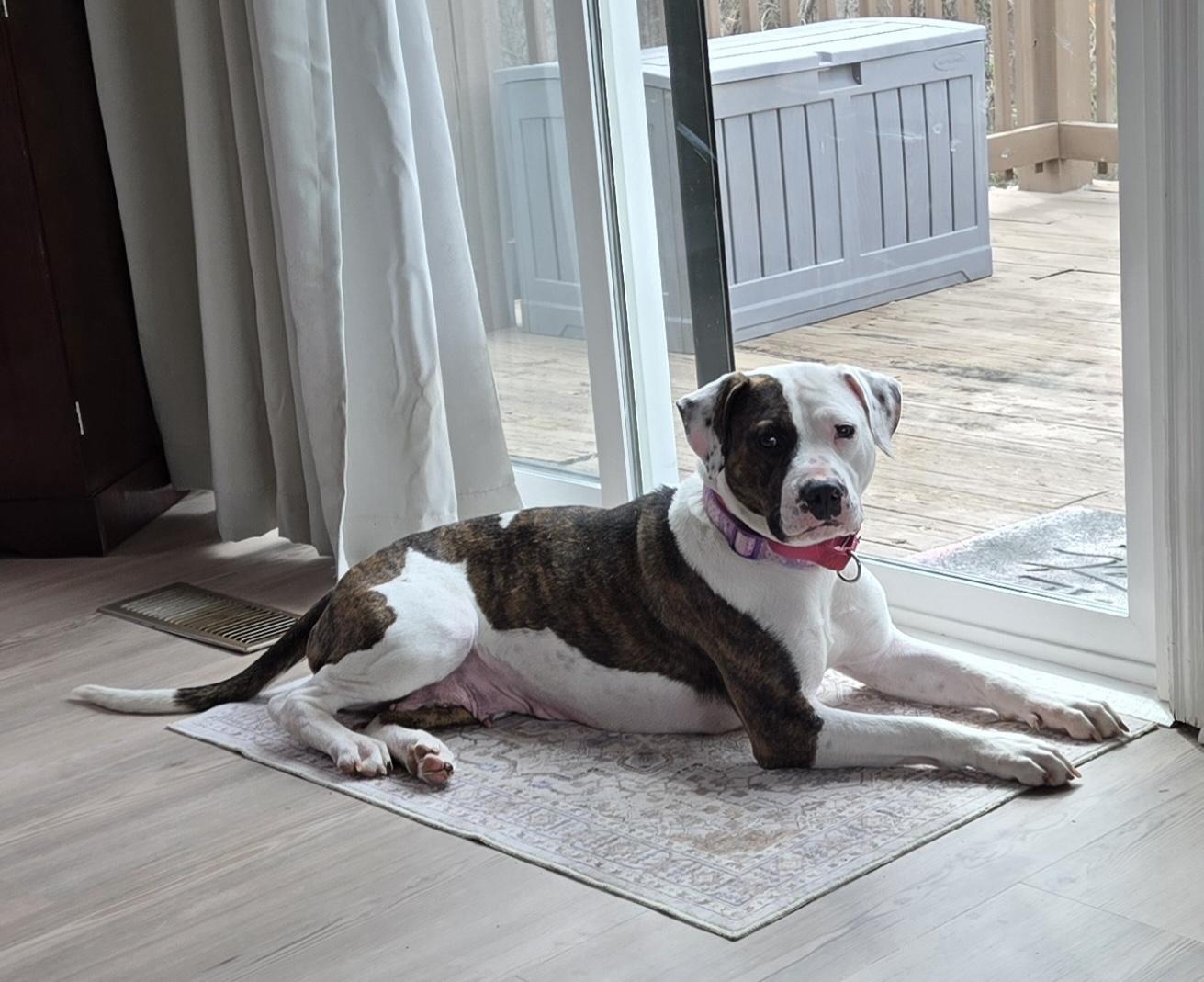 Enlarge Angel, a ADOPTABLE mixed breed in Bedford, VA image 4/5