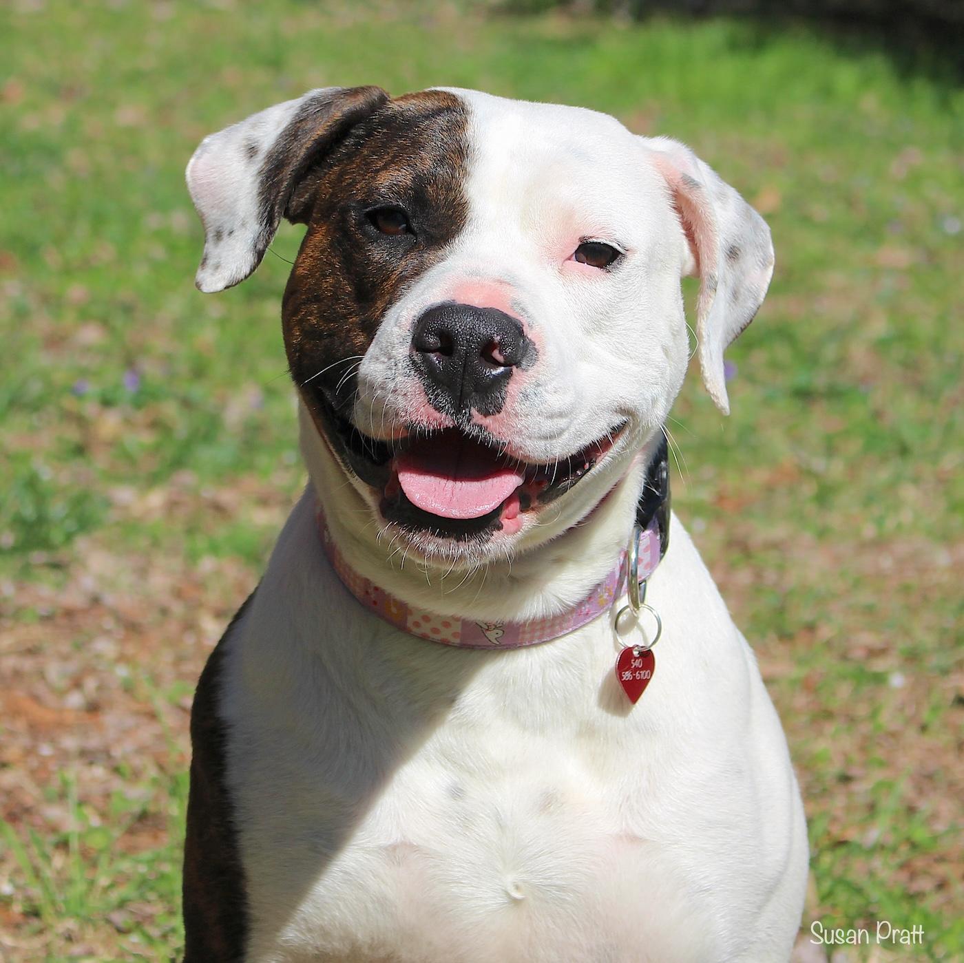 Angel, ADOPTABLE, Adult Female Boxer & Terrier.