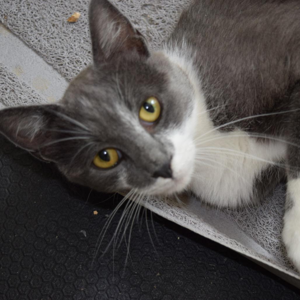 Viola, Adoptable, Young Female Domestic Short Hair.