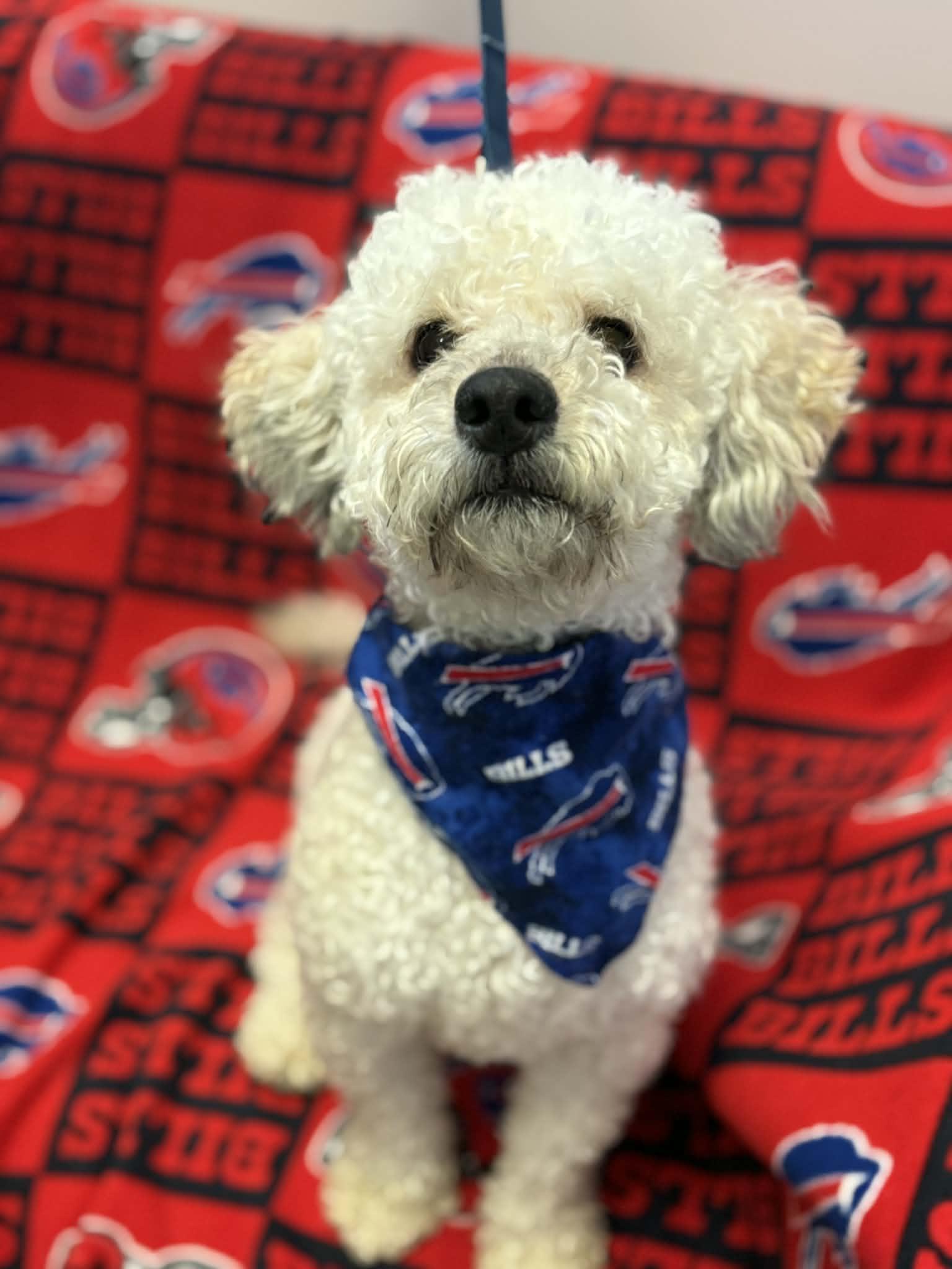 Enlarge Wilson , an adopted Poodle in Buffalo, NY image 2/3