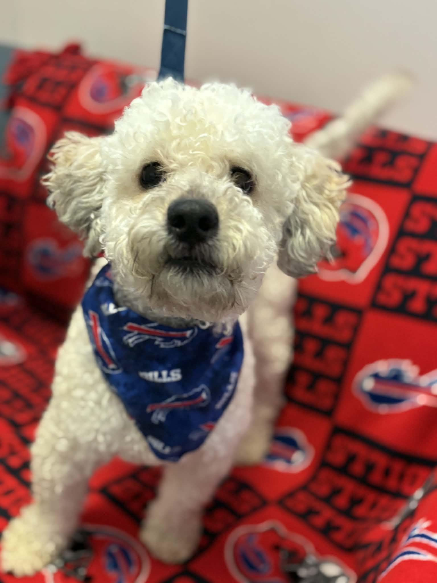 Enlarge Wilson , an adopted Poodle in Buffalo, NY image 3/3