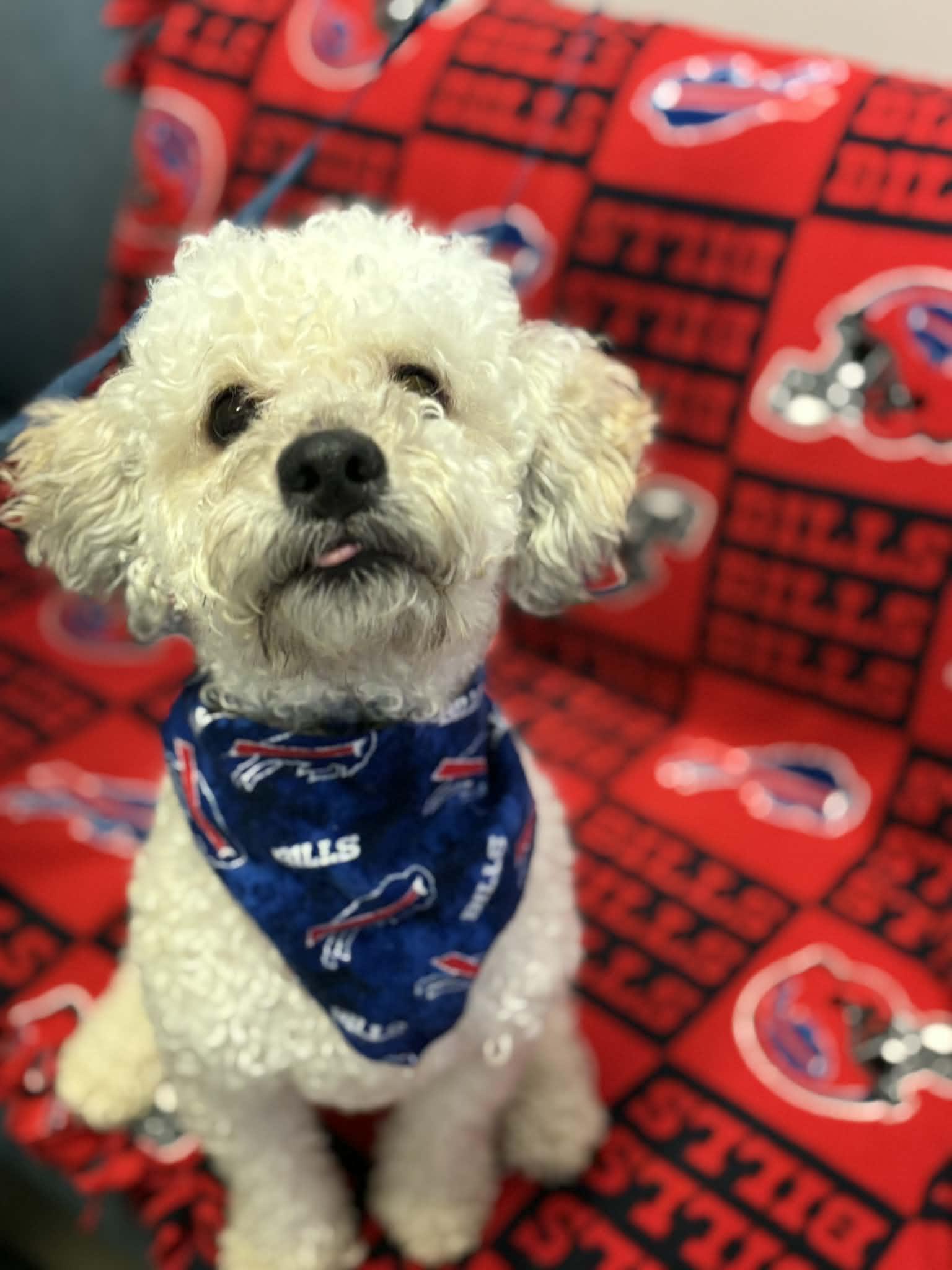 Wilson , adopted, Young Male Poodle.