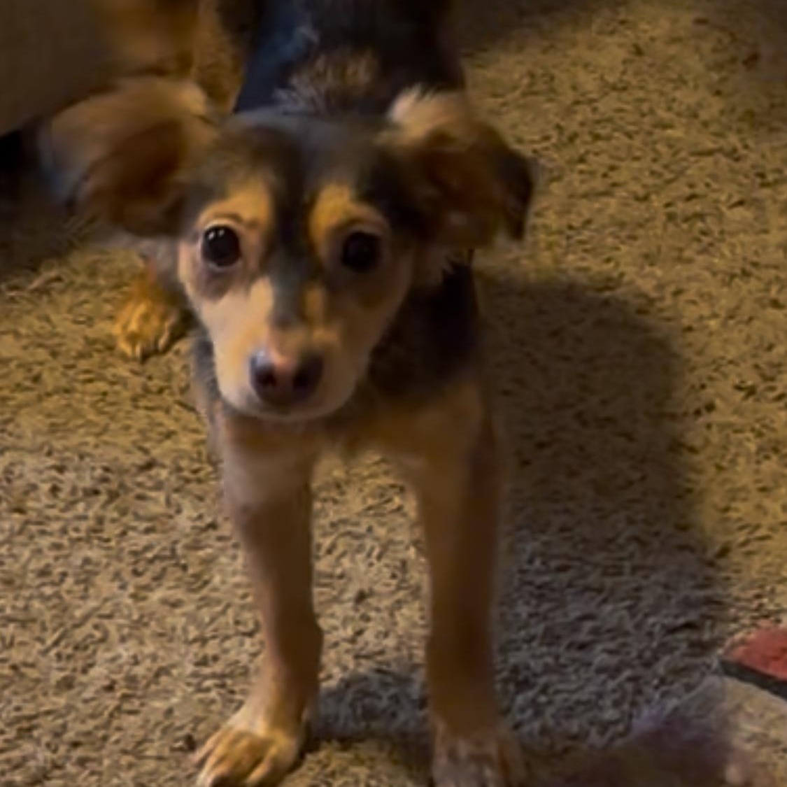 Enlarge Paloma, a Adoptable mixed breed in Oak Bluffs, MA image 1/1