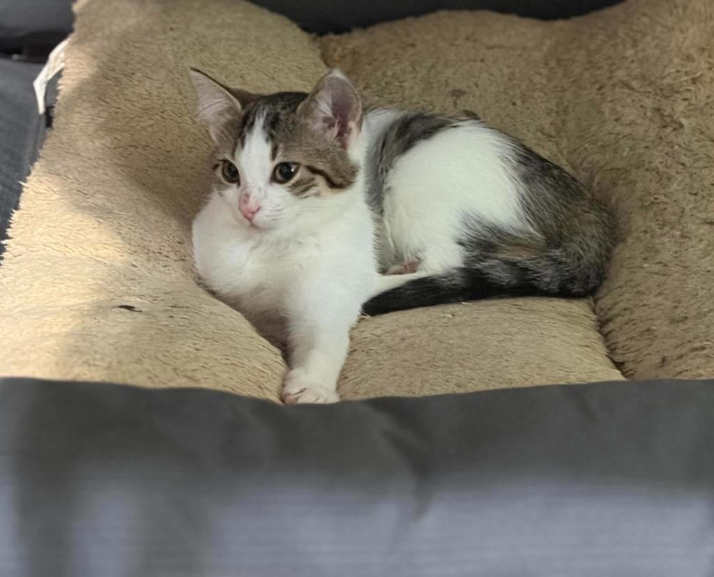 Wobble, Adoptable, Kitten Female Domestic Short Hair.