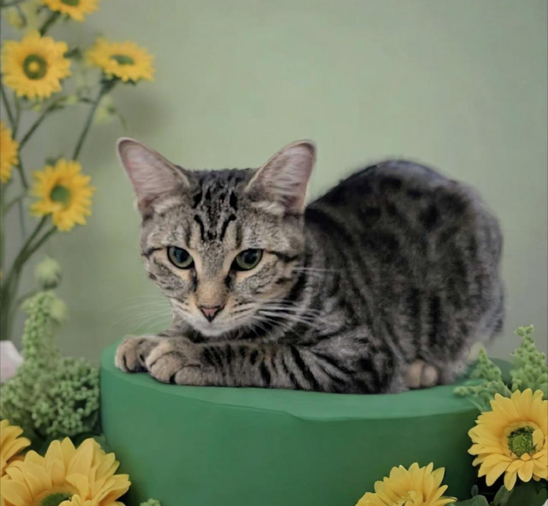 Enlarge Sammy, a Adoptable mixed breed in West Palm Beach, FL image 3/6