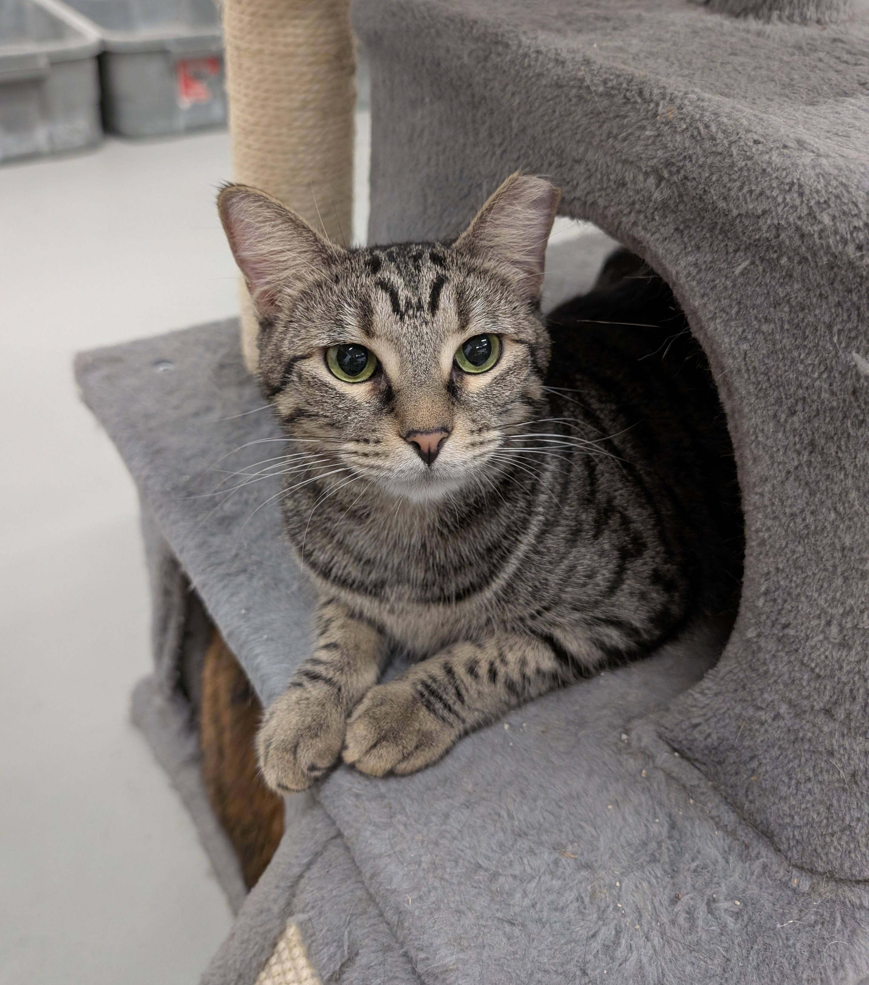 Enlarge Sammy, a Adoptable mixed breed in West Palm Beach, FL image 2/6